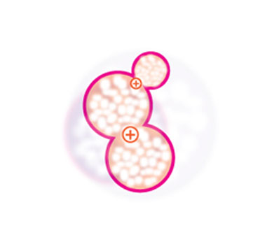 step